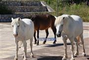 Κεφαλονιά: Κραυγή αγωνίας για τα άλογα του Αίνου - Χωρίς νερό, τα πυροβολούν στους δρόμους