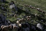 Ένοχοι 19 κατηγορούμενοι από την Κρήτη για παράνομες επιδοτήσεις του ΟΠΕΚΕΠΕ - Οι ποινές που επιβλήθηκαν