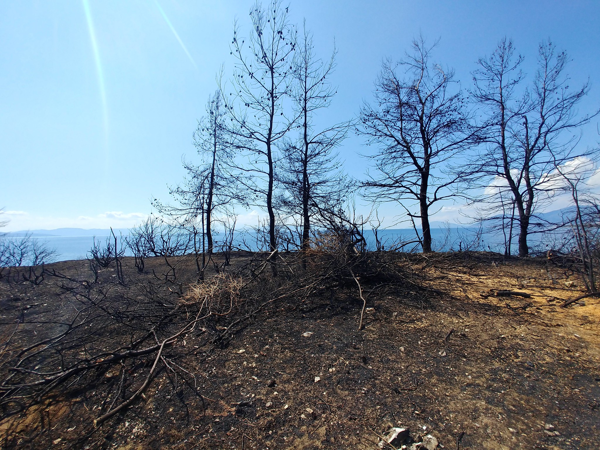 Δασικές Πυρκαγιές Δασικές Πυρκαγιές