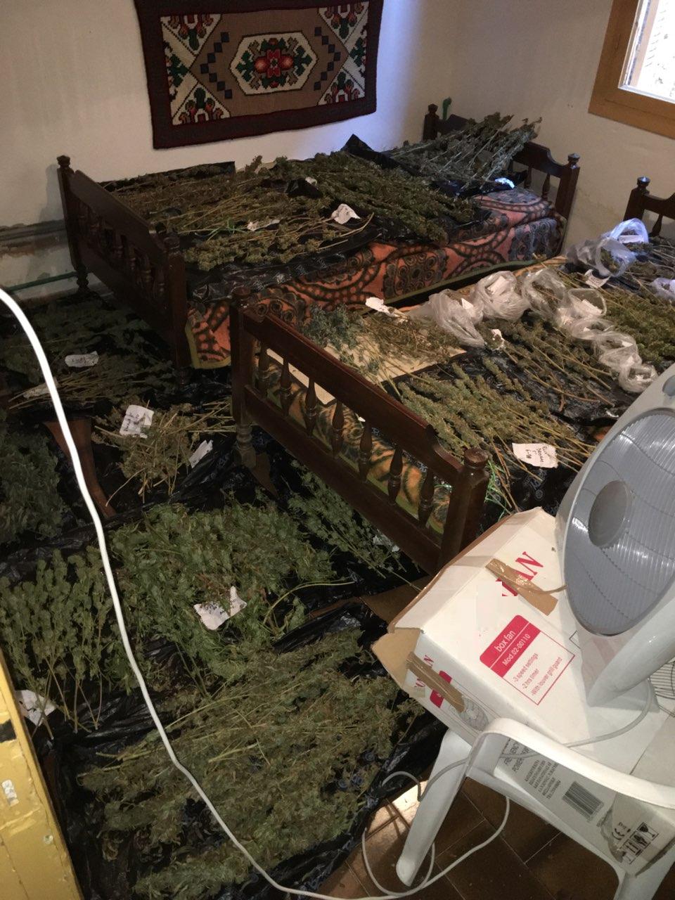 kannavi1.jpg κάνναβη