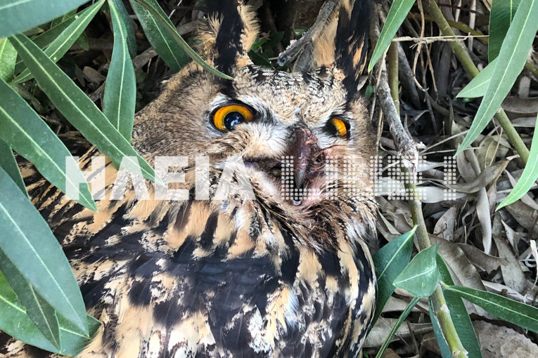 mpoufos1.jpg μπούφος