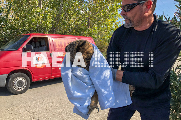 mpoufos2.jpg μπούφος