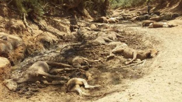 Νεκρά άλογα στην Αυστραλία από την ξηρασία