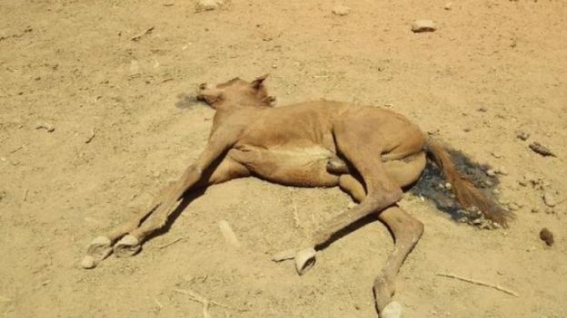 Νεκρά άλογα από την ξηρασία στην Αυστραλία
