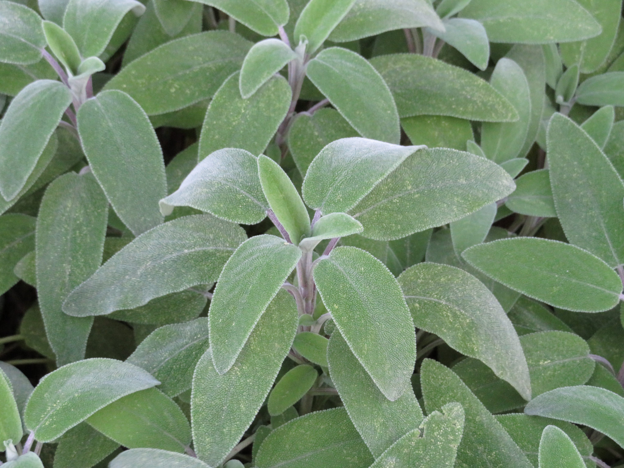 faskomilo.jpg φασκόμηλο