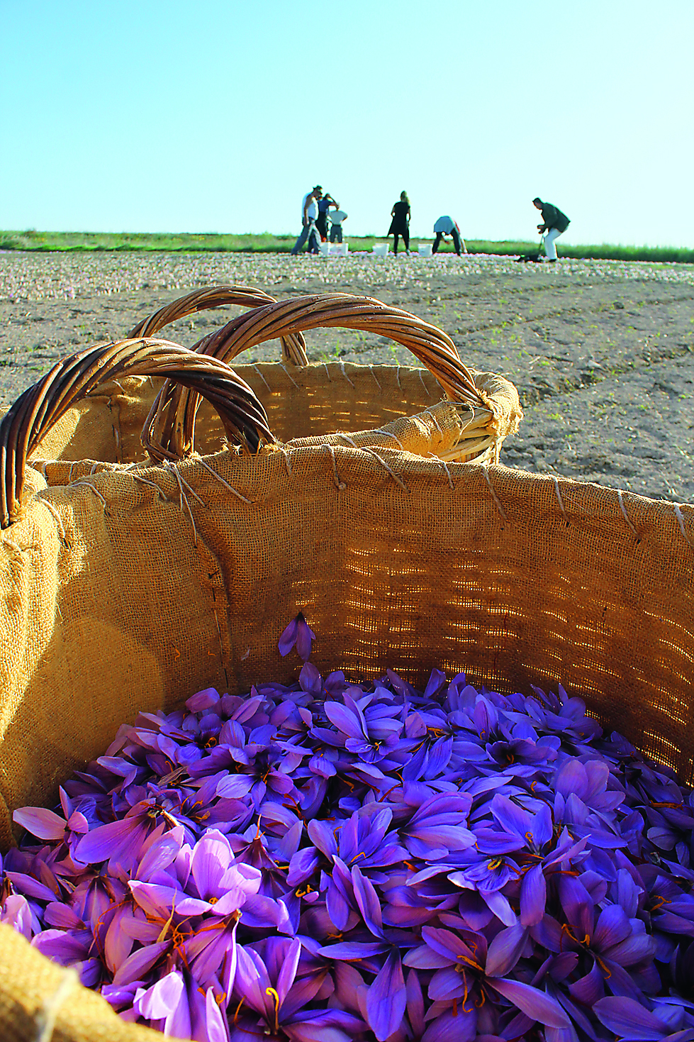 krokos4.jpg krokos4.jpg