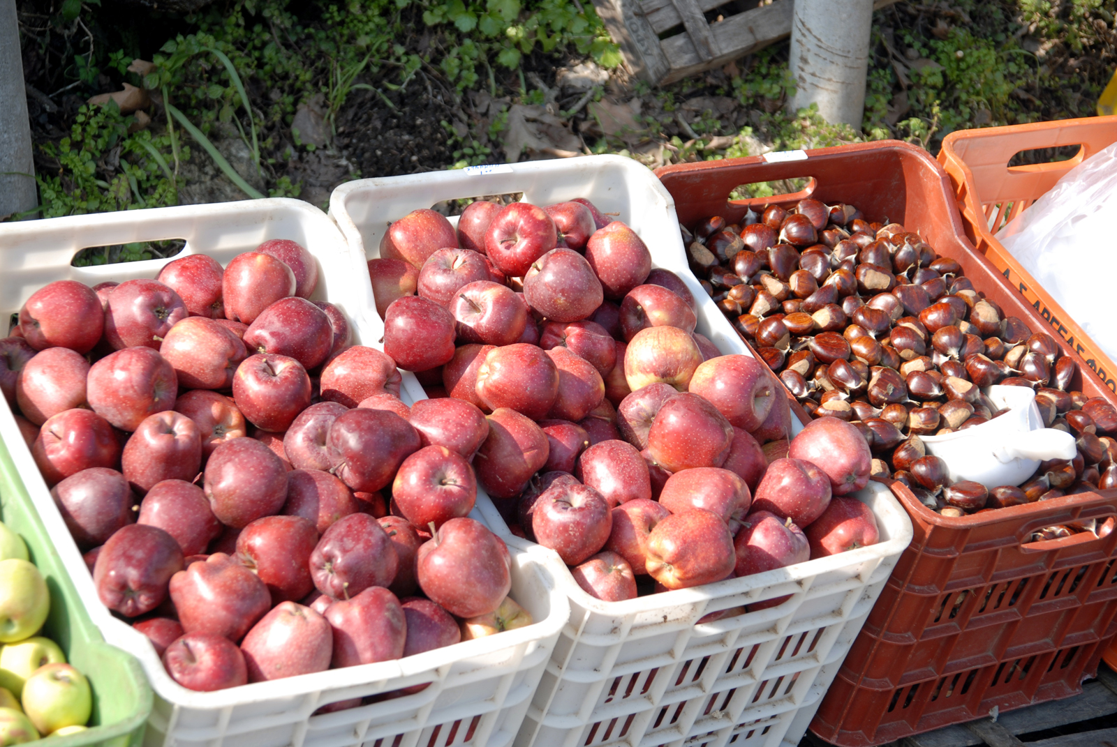 dsc_0163.jpg dsc_0163.jpg