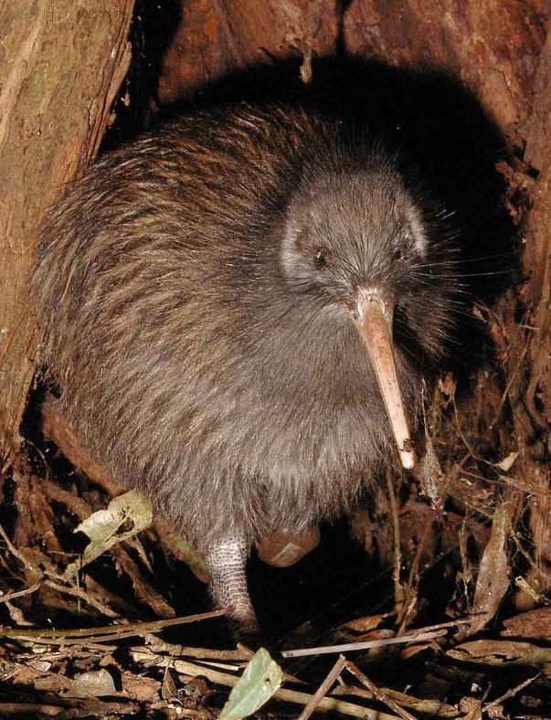 kiwi.jpg kiwi.jpg