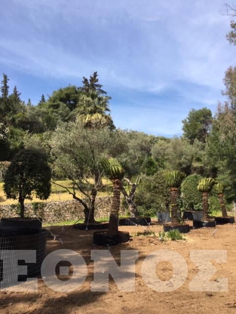 skorpios2.jpg skorpios2.jpg