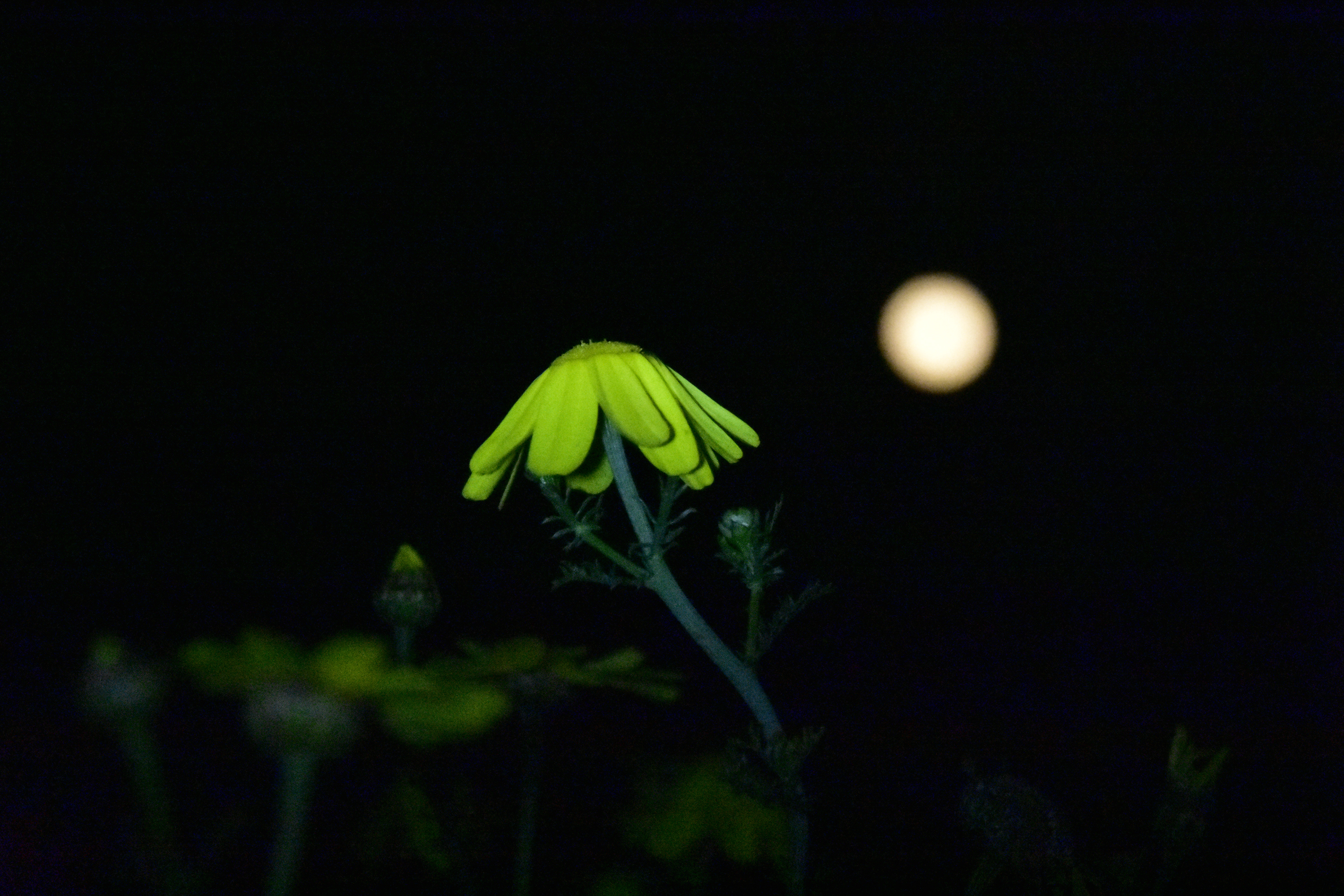 Ροζ Πανσέληνος