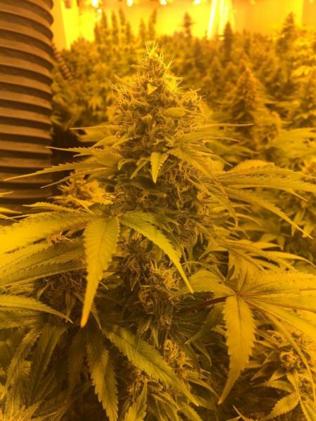 kannabh-2.jpg kannabh-2.jpg