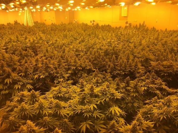 kannabh-3.jpg kannabh-3.jpg