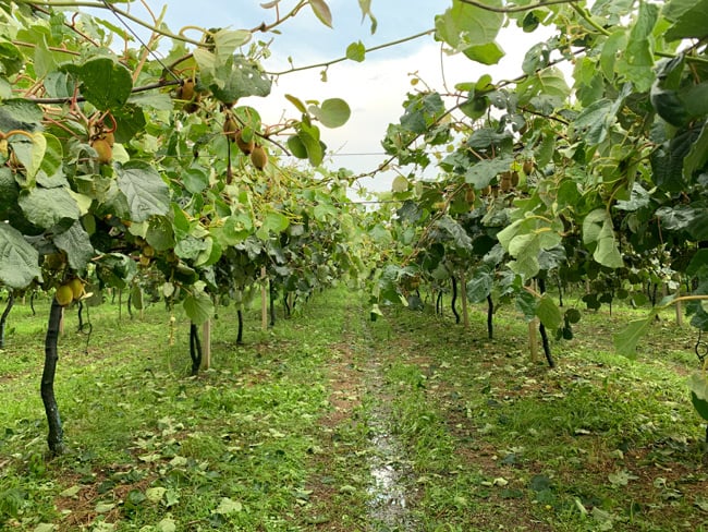 arta-1.jpg arta-1.jpg