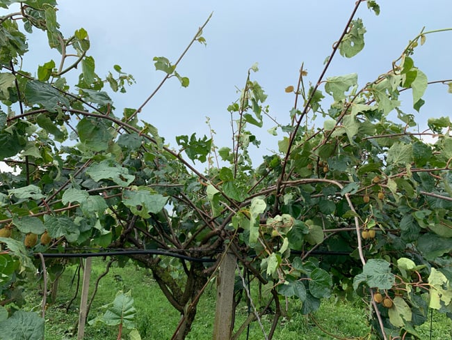 arta-2.jpg arta-2.jpg