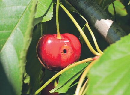 cherry.jpg cherry.jpg