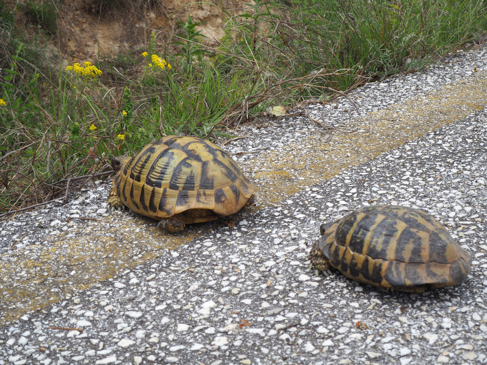 p5240065.jpg p5240065.jpg