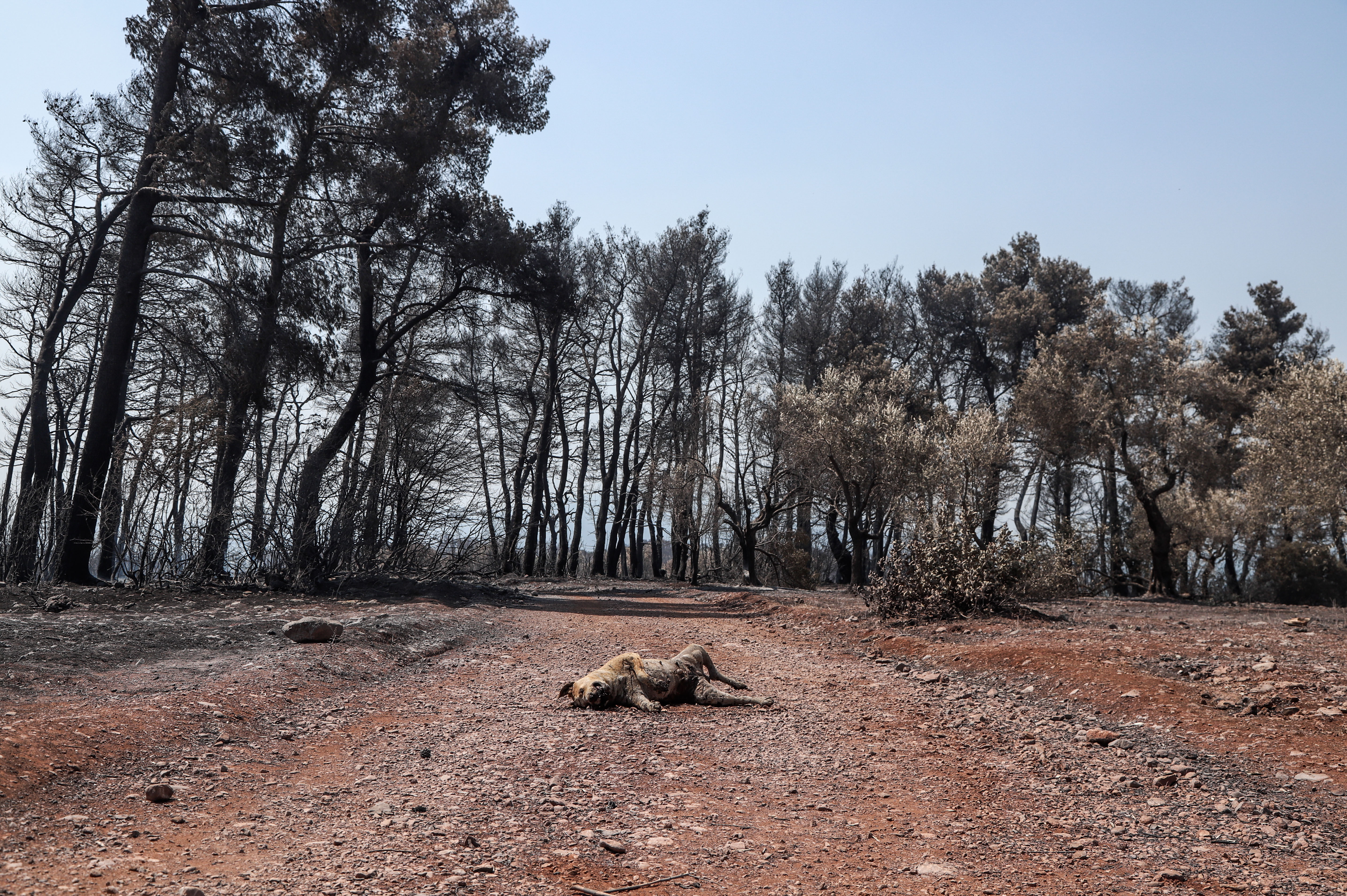 Οικολογική καταστροφή στην Εύβοια
