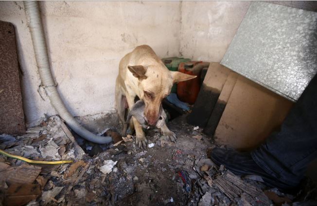 Σκυλίτσα σώζει τα κουτάβια της από τη φωτιά στον Υμηττό