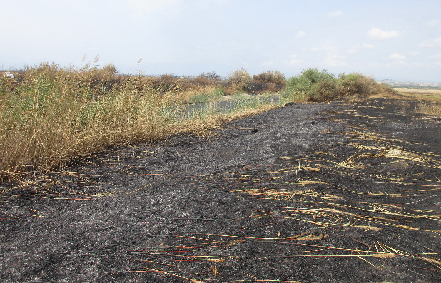 fotia_alykes_2019_5.jpg fotia_alykes_2019_5.jpg