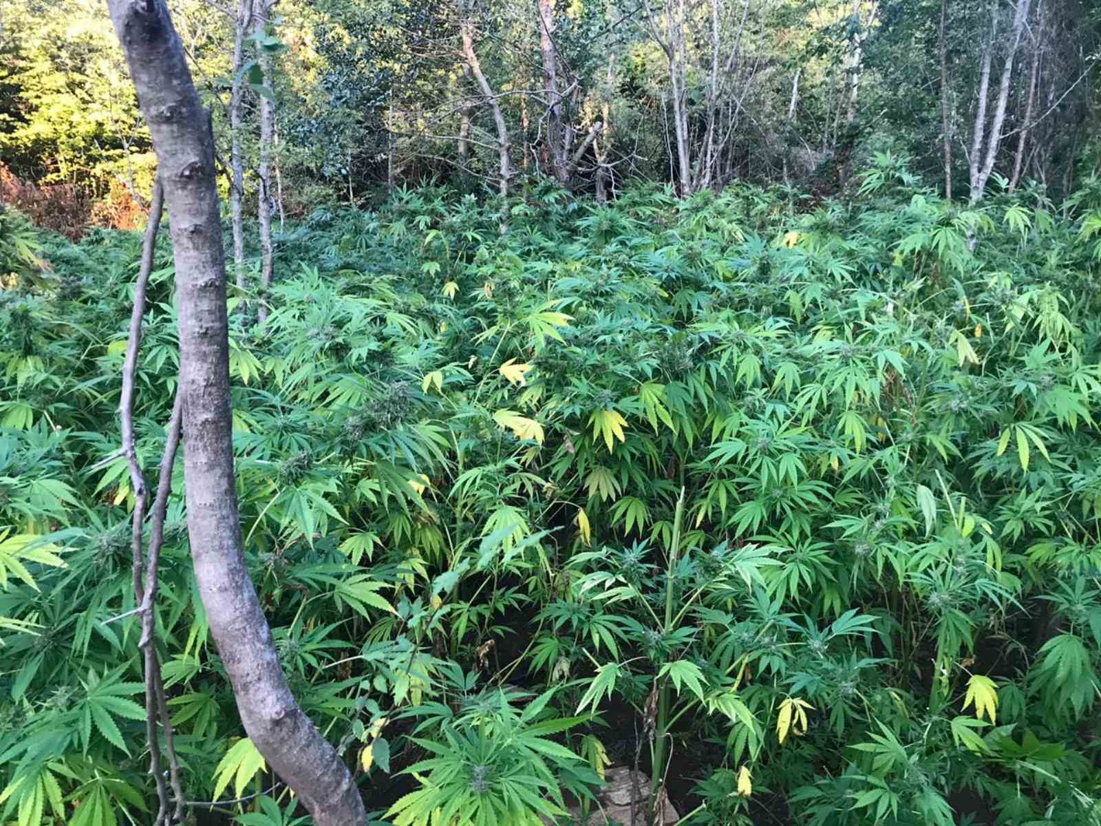 katashesi_dendryllion_kannabis_1.jpg katashesi_dendryllion_kannabis_1.jpg