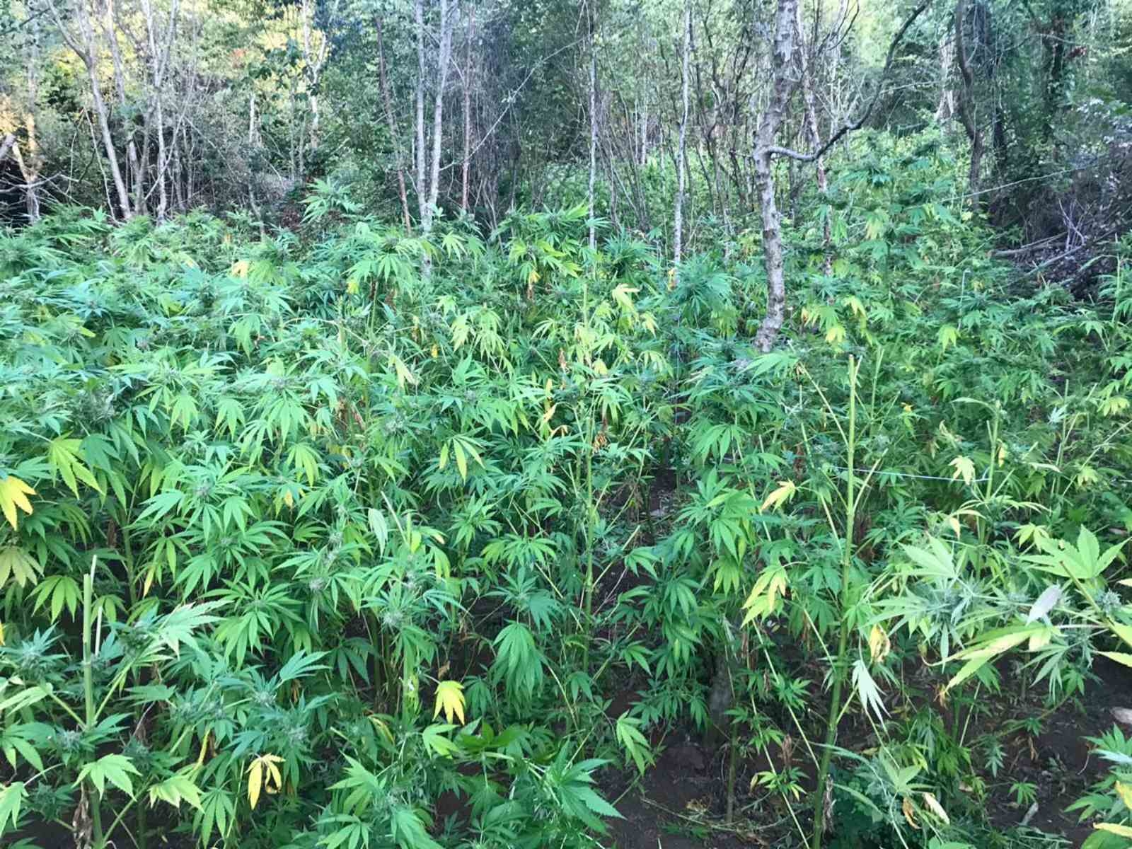 katashesi_dendryllion_kannabis_2.jpg katashesi_dendryllion_kannabis_2.jpg