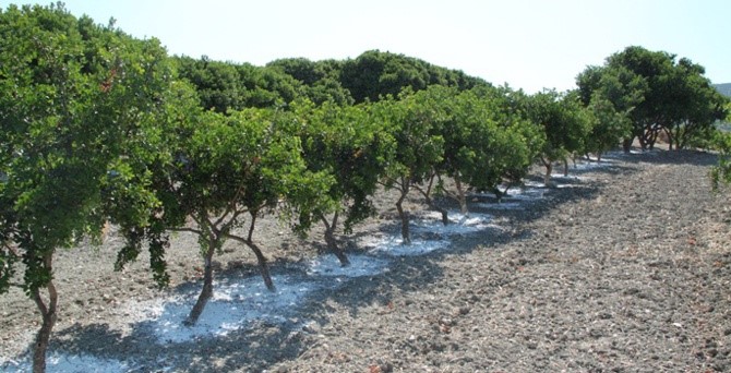 peiramatiki_kalliergeia_mastihodentron_sto_tsesme.jpg peiramatiki_kalliergeia_mastihodentron_sto_tsesme.jpg