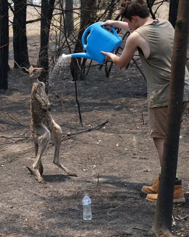 Καγκουρό σώζεται από άνθρωπο/Matrix for Daily Mail Australia