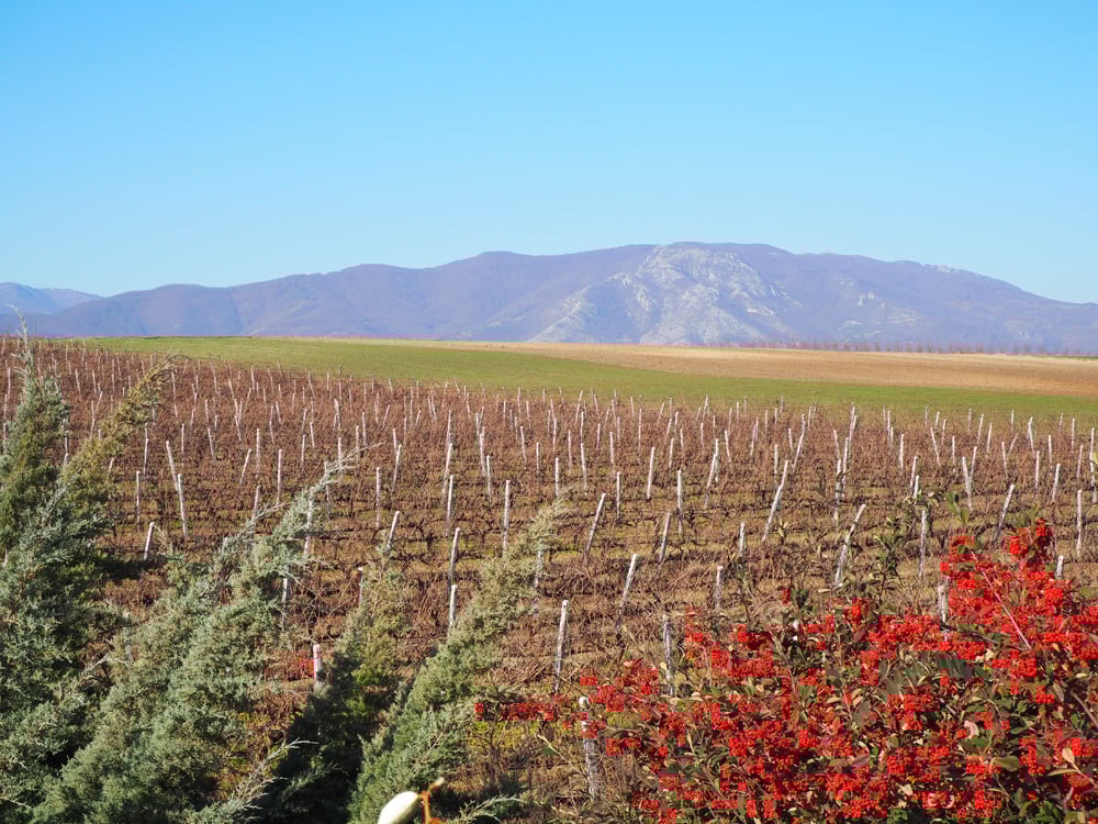 p1153854.jpg p1153854.jpg