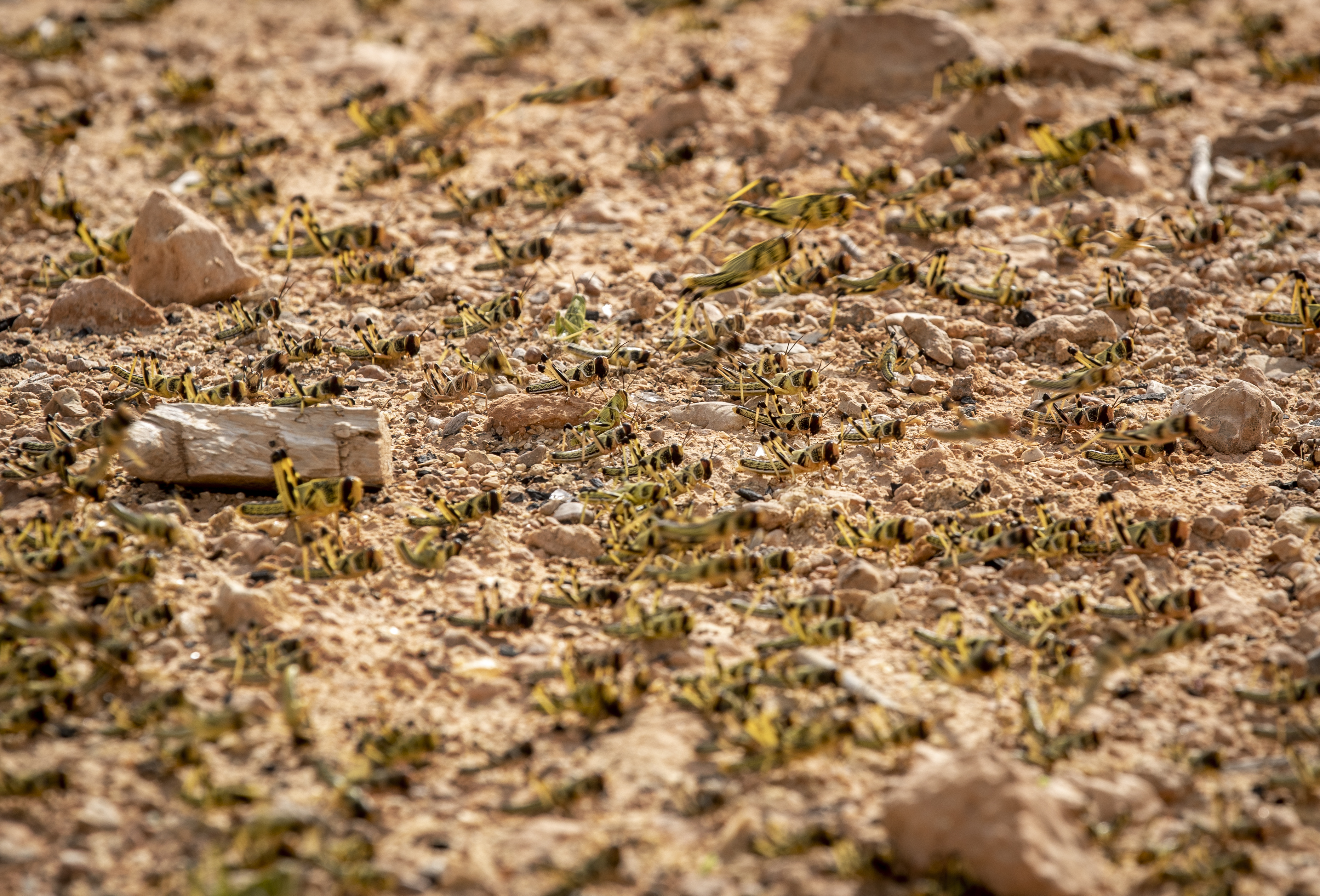 Οι ακρίδες ρημάζουν την Αφρική