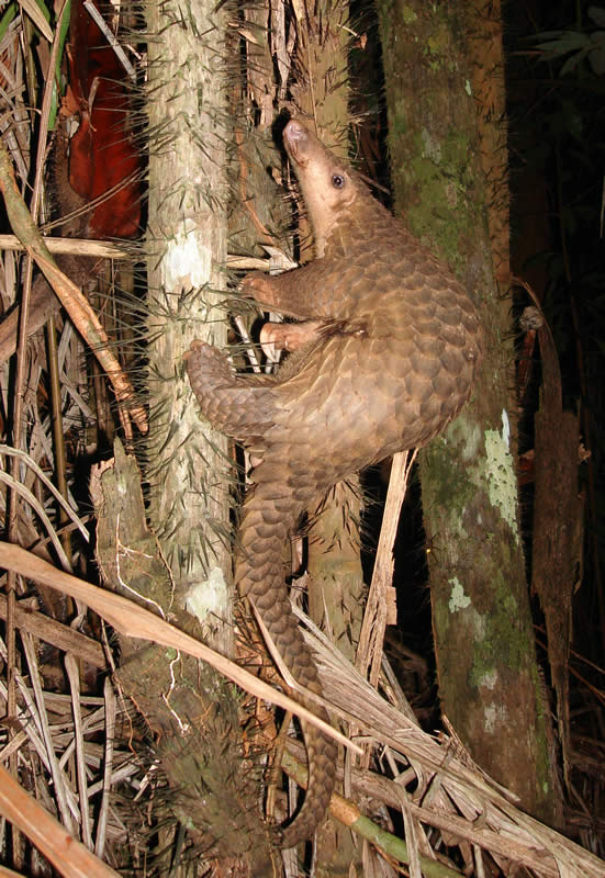 pangolin_borneo.jpg pangolin_borneo.jpg
