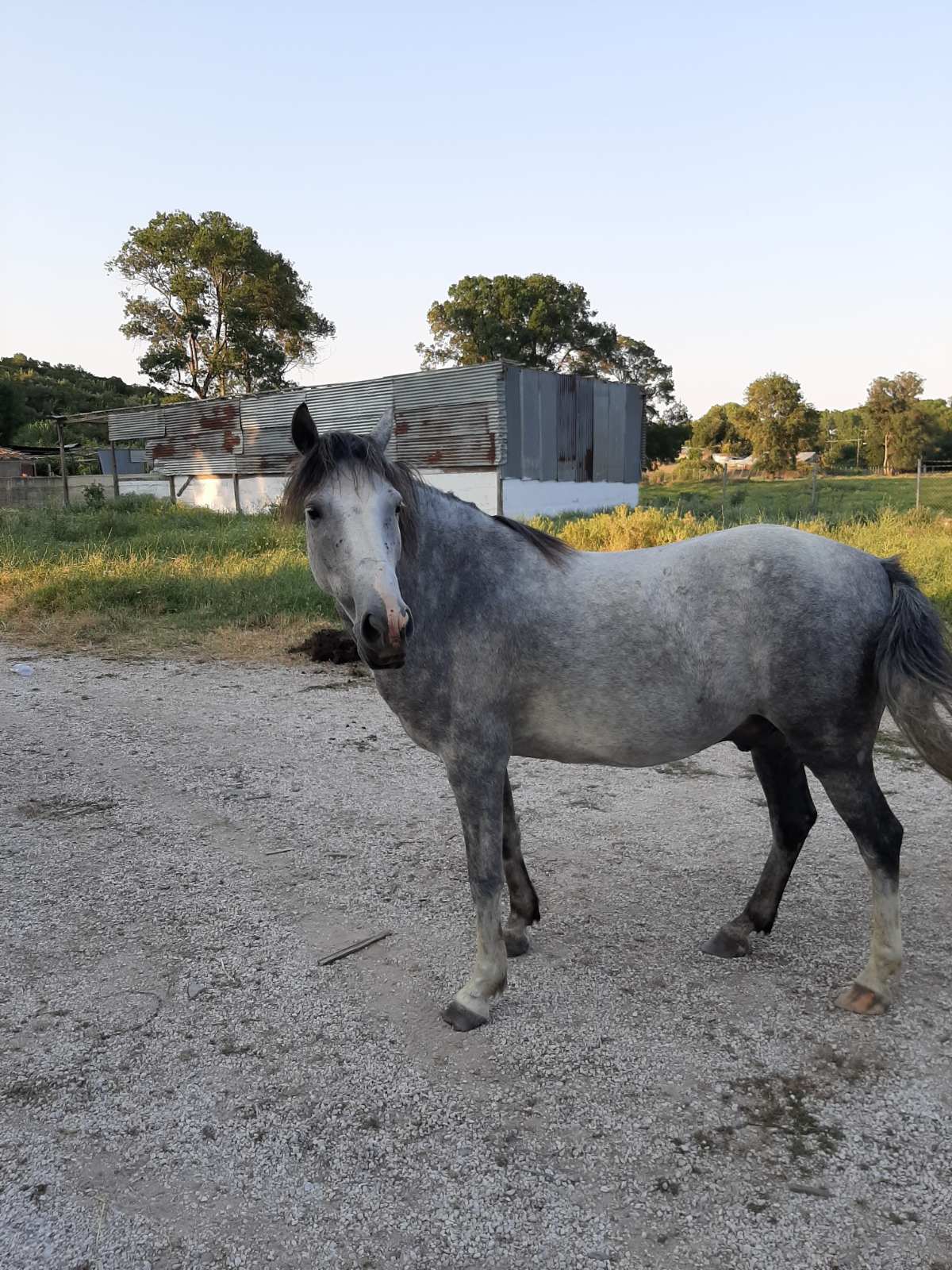 alogo_ierissos.jpg alogo_ierissos.jpg