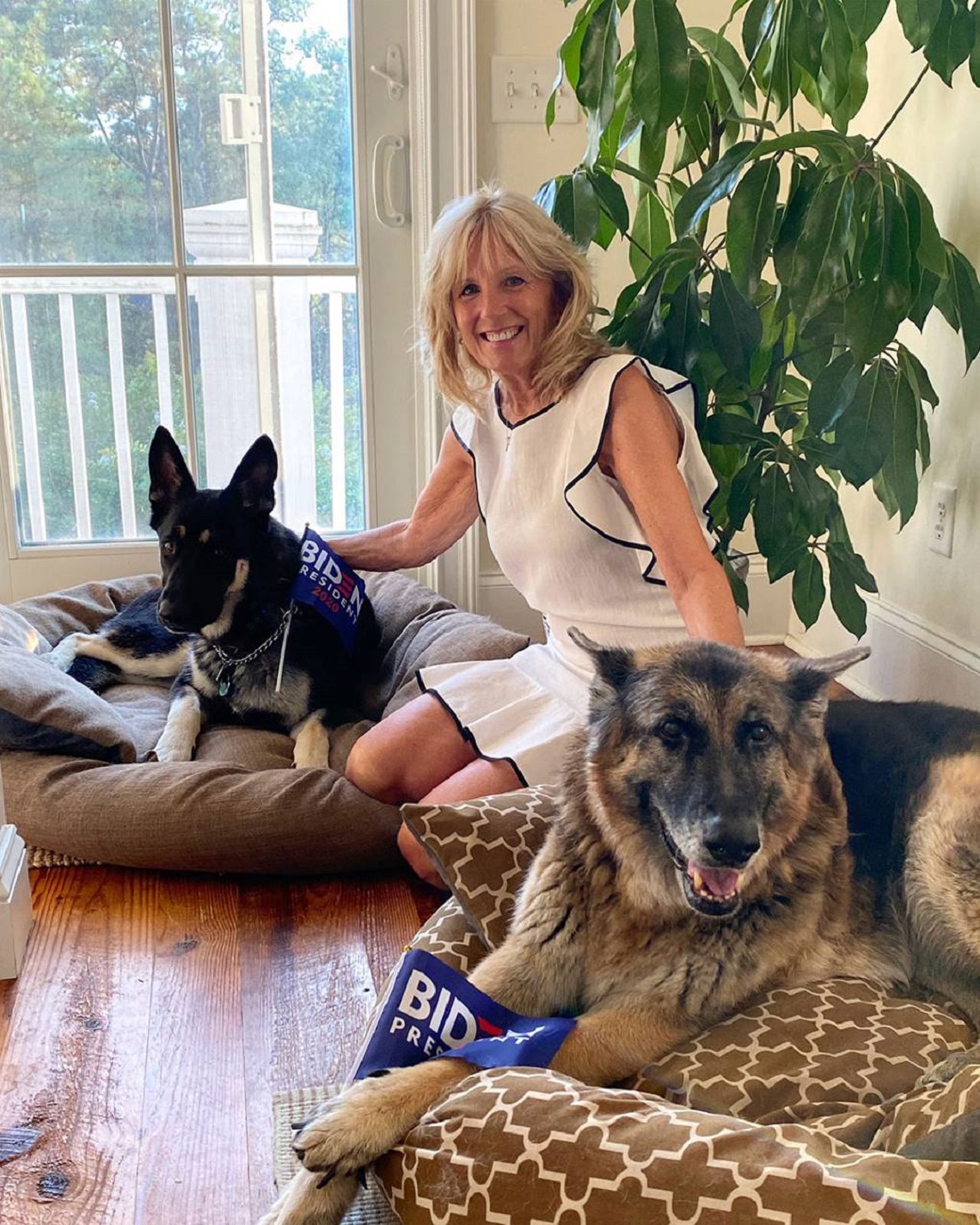 Τζιλ Μπάιντεν, σκυλιά