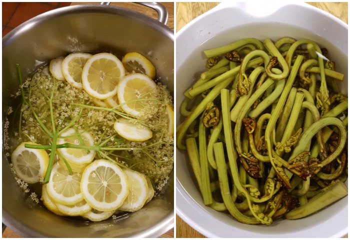 amanita.jpg amanita.jpg