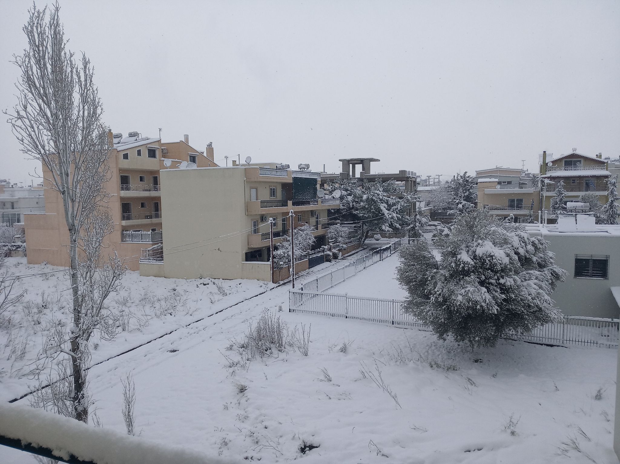 menidi.jpg menidi.jpg