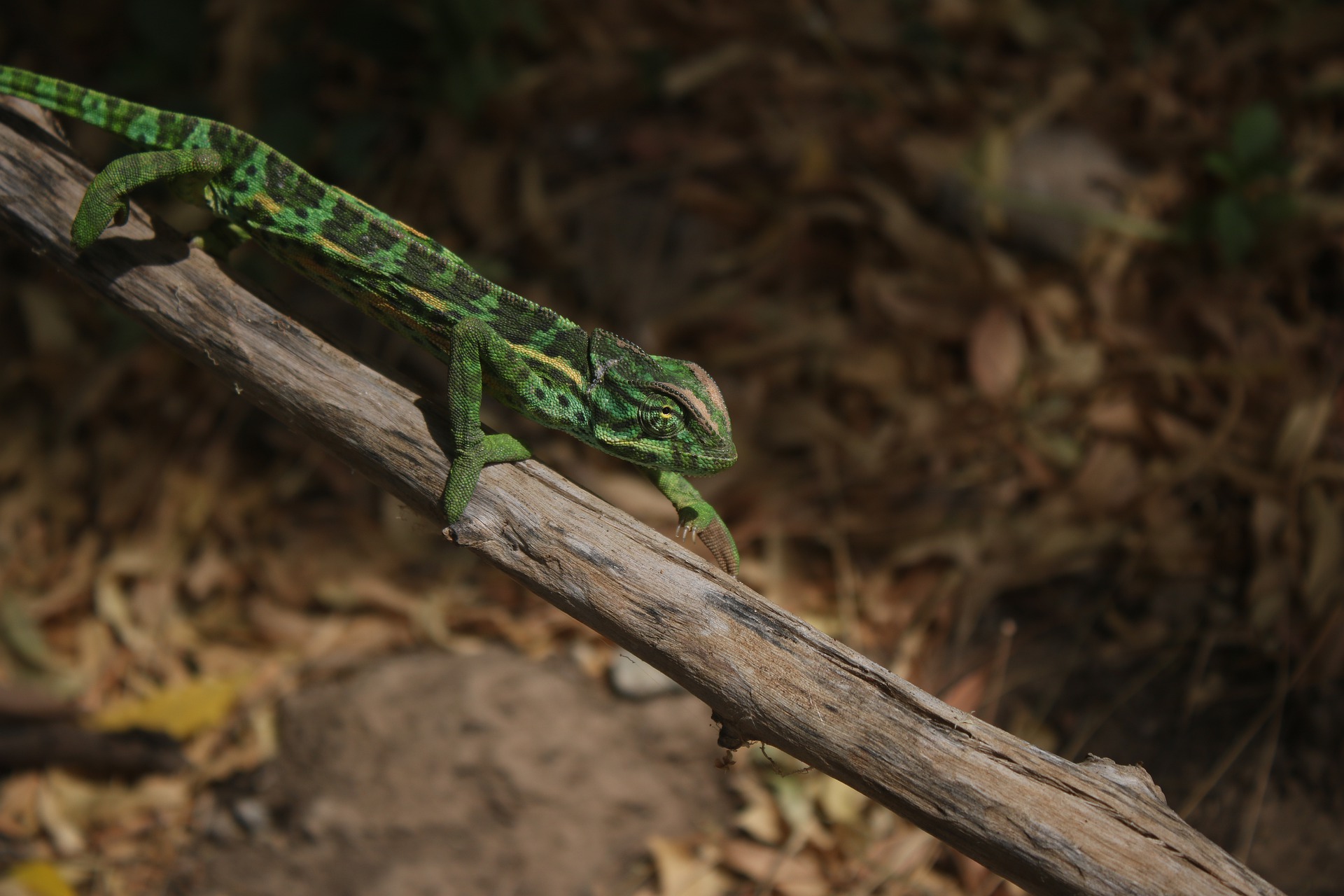 pixabay.jpg pixabay.jpg