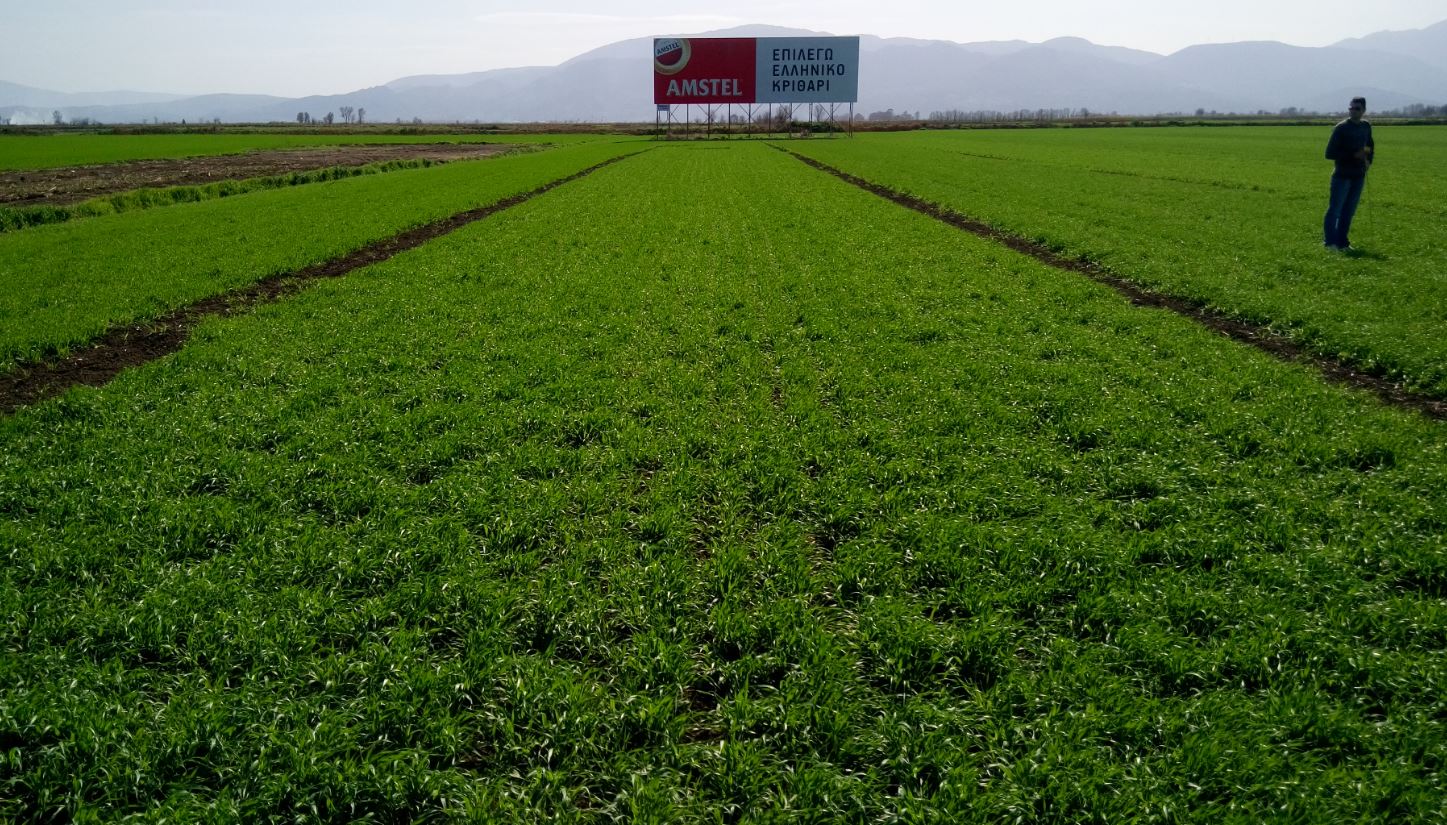 amstel.jpg amstel.jpg