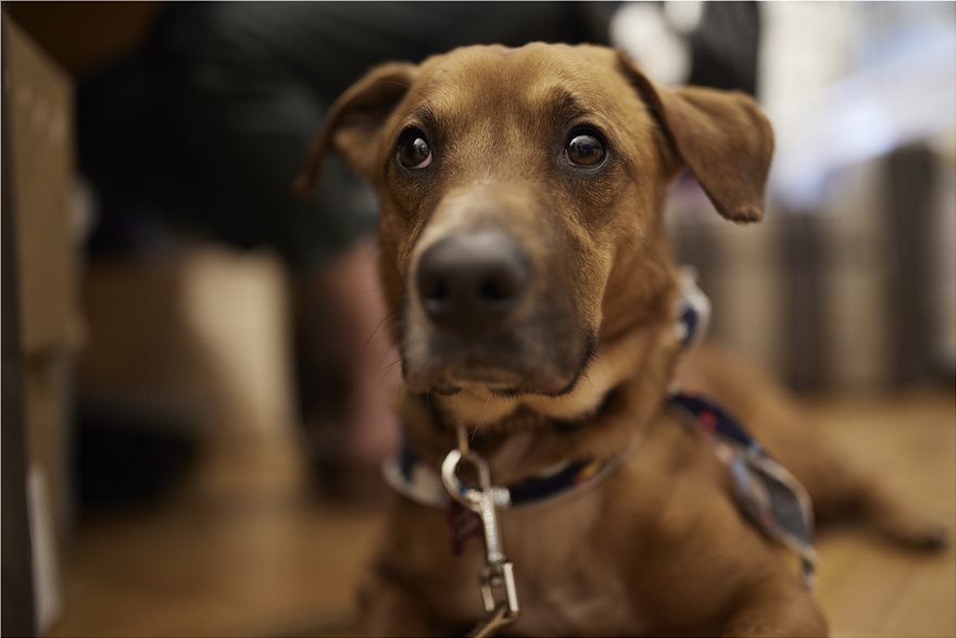 skilaki-maximou.jpg skilaki-maximou.jpg