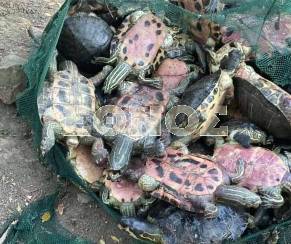 νεκρές χελώνες στη Λίμνη Μπελέτσι