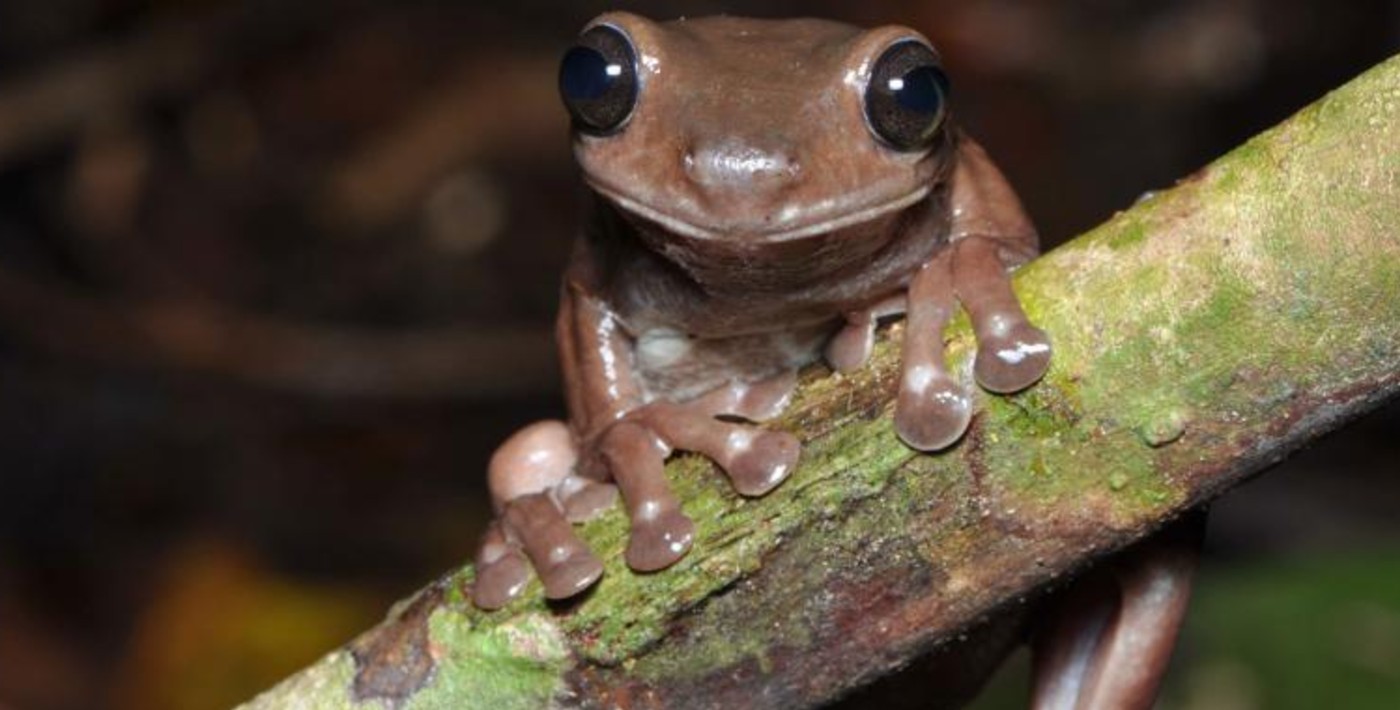chocolate-frog-released-queensland-museum-network.jpg