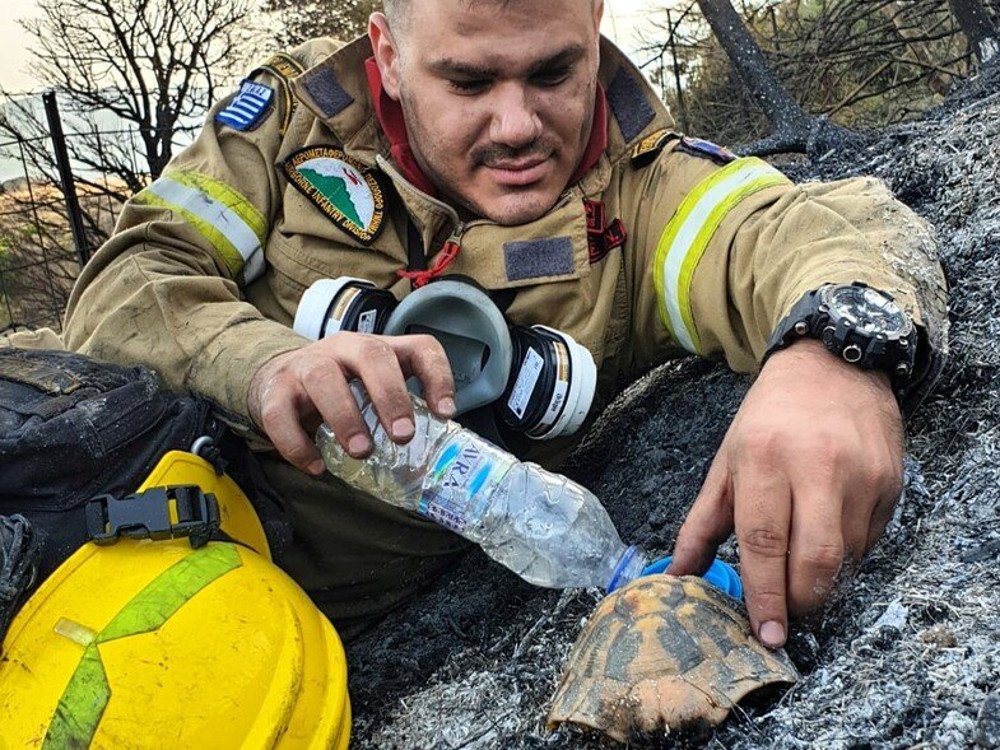 Αχαΐα: Η φωτογραφία από τη φωτιά στη Δροσιά που μας «έκλεψε» την καρδιά- Τι λέει o πυροσβέστης που έγινε viral