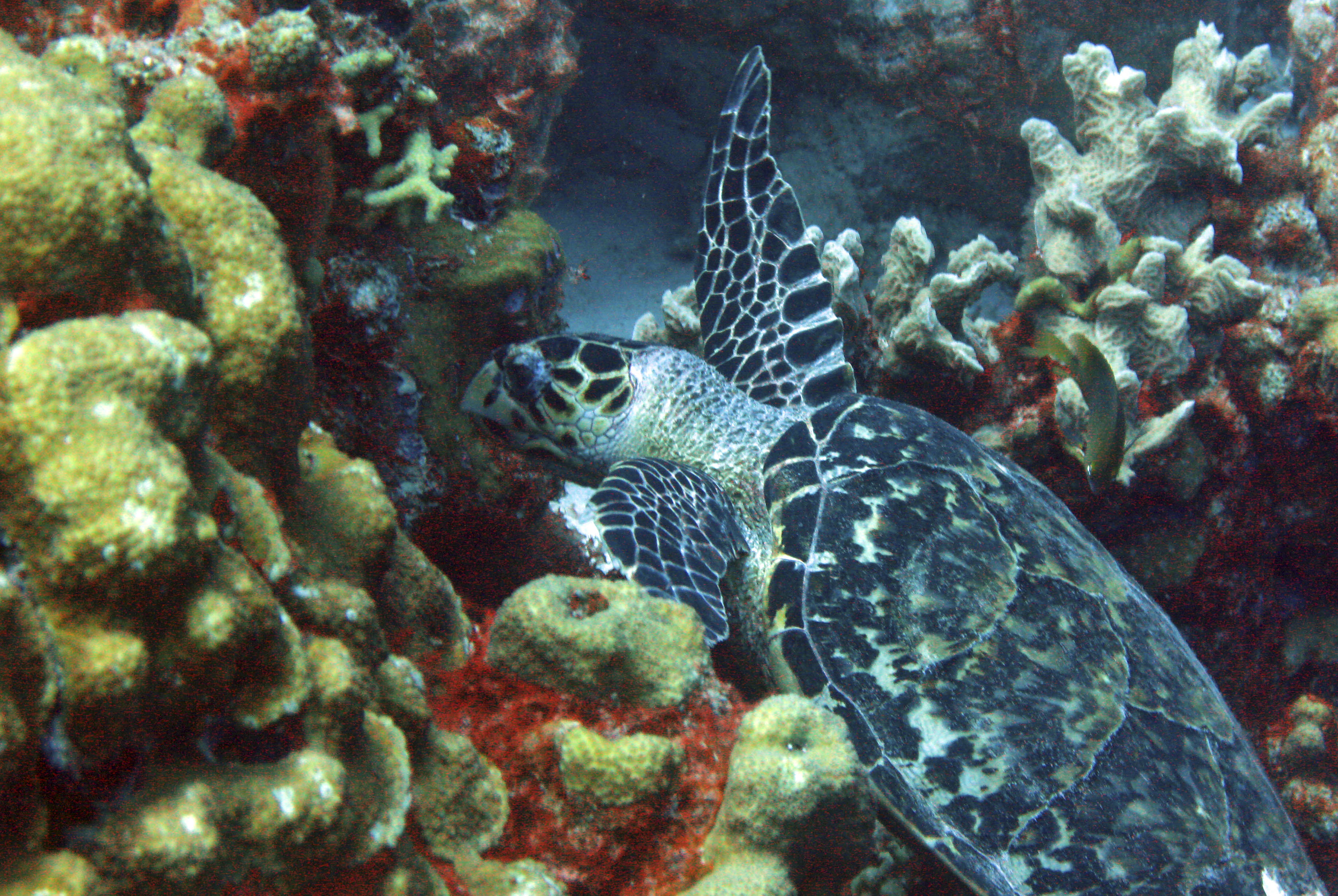 Θαλάσσια χελώνα 