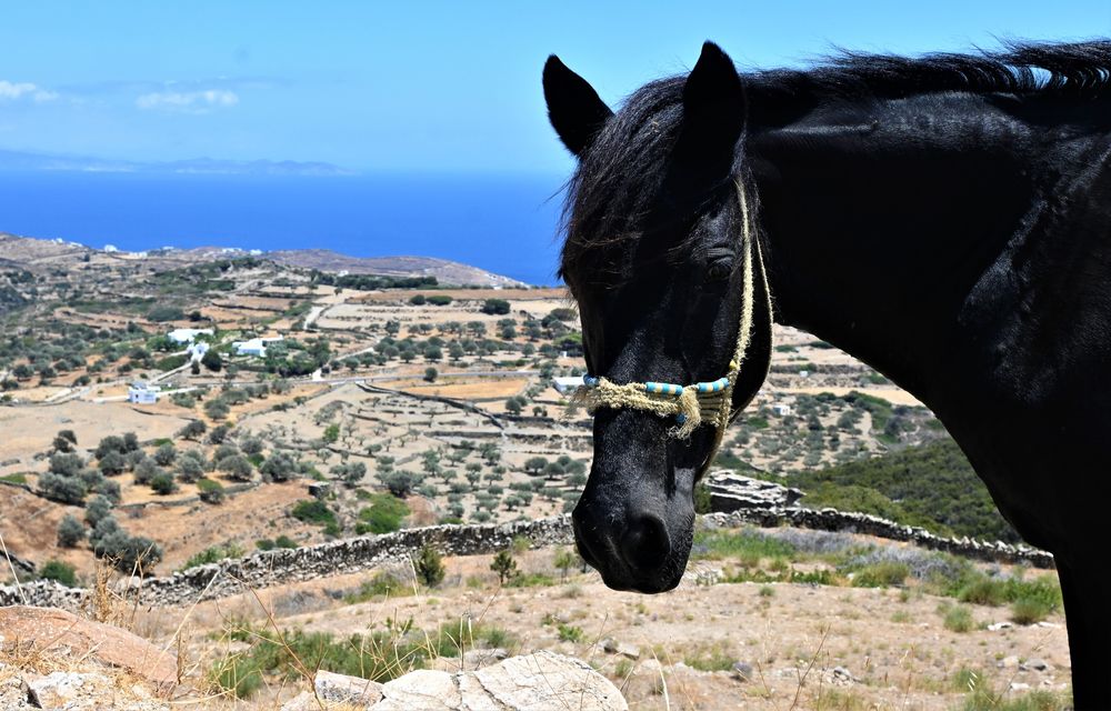 diafora_5.jpg diafora_5.jpg