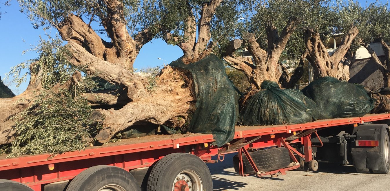 Ελιές ηλικίας… 600 ετών σε Μάτι και Μουσείο Ολοκαυτώματος (pics)
