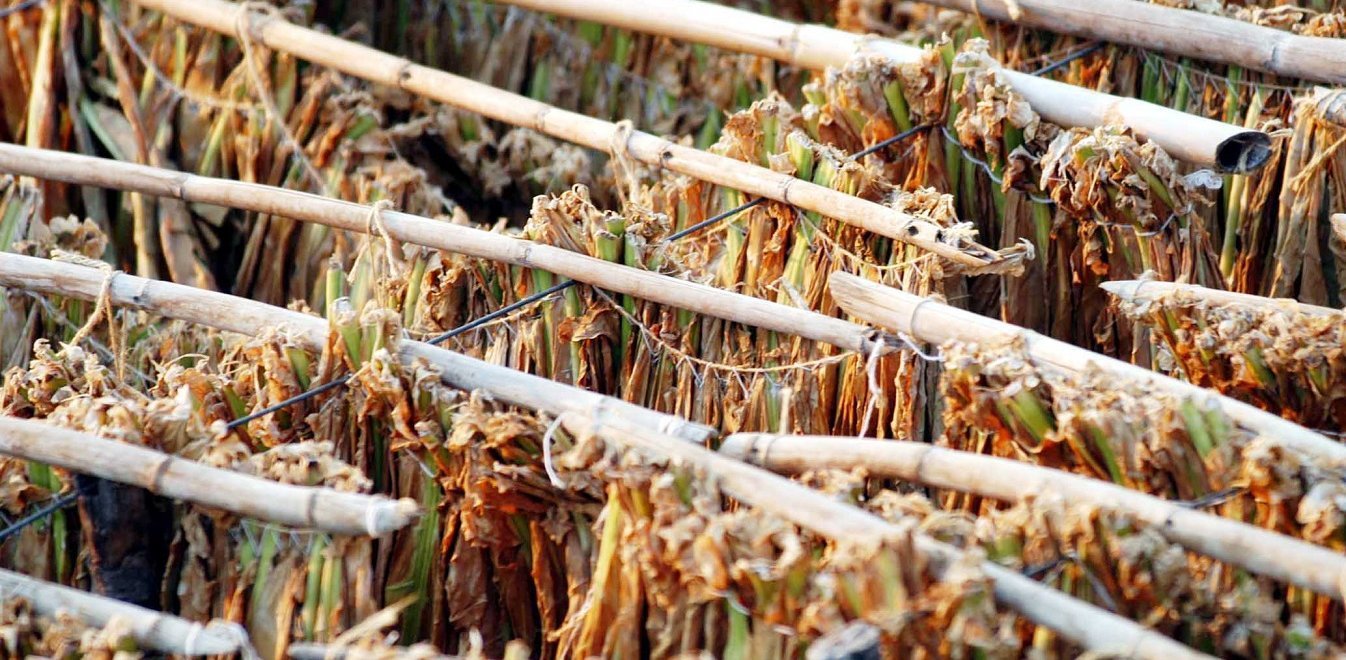 Μαραζώνει η Θράκη: Εγκαταλείπουν την καπνοκαλλιέργεια και µεταναστεύουν | Έθνος