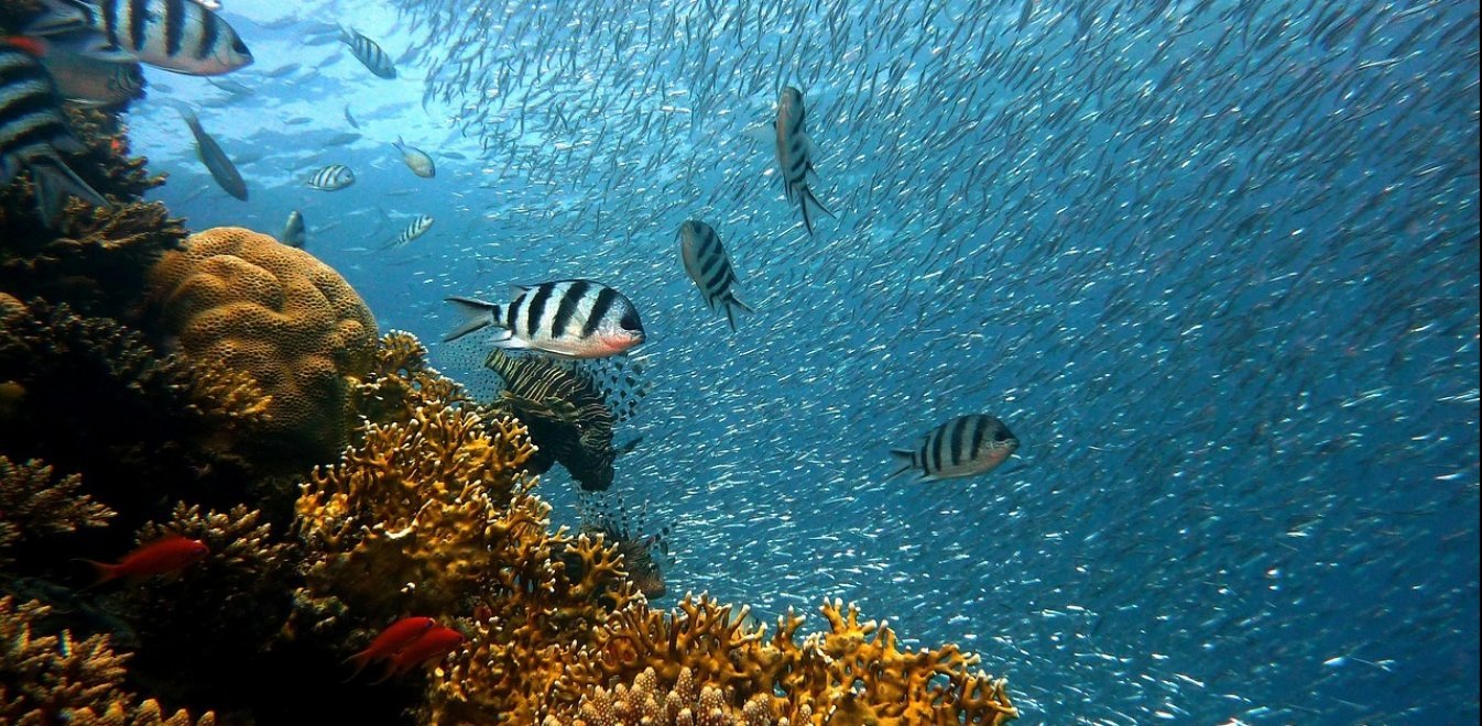  «Eισβολή» ξενικών ψαριών στην Ελλάδα από την Ερυθρά Θάλασσα