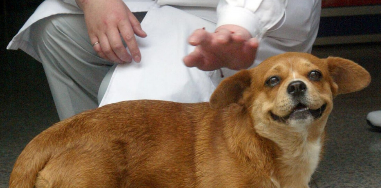 Κοροναϊός: Θετικός στον ιό ένας σκύλος στο Χονγκ Κονγκ - Ανησυχούν οι επιστήμονες