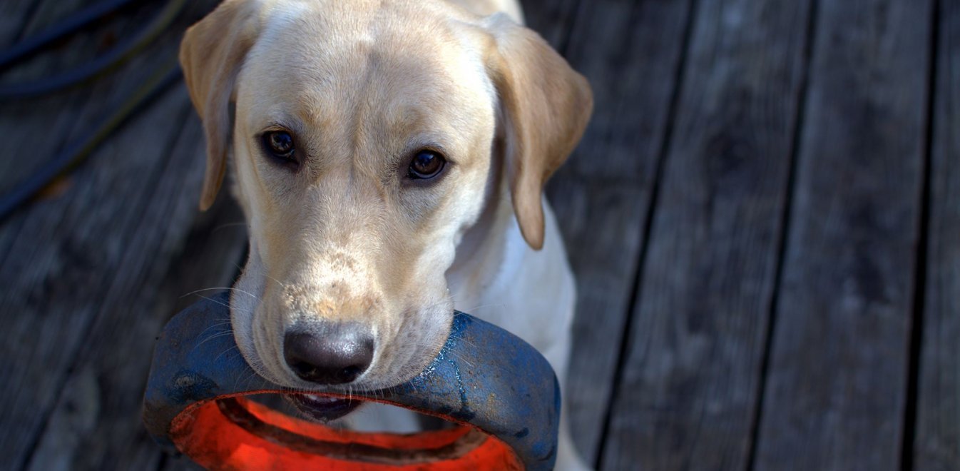 Κορονοϊός: Οι σκύλοι θεραπείας προσφέρουν ανακούφιση και αυτή τη δύσκολη περίοδο