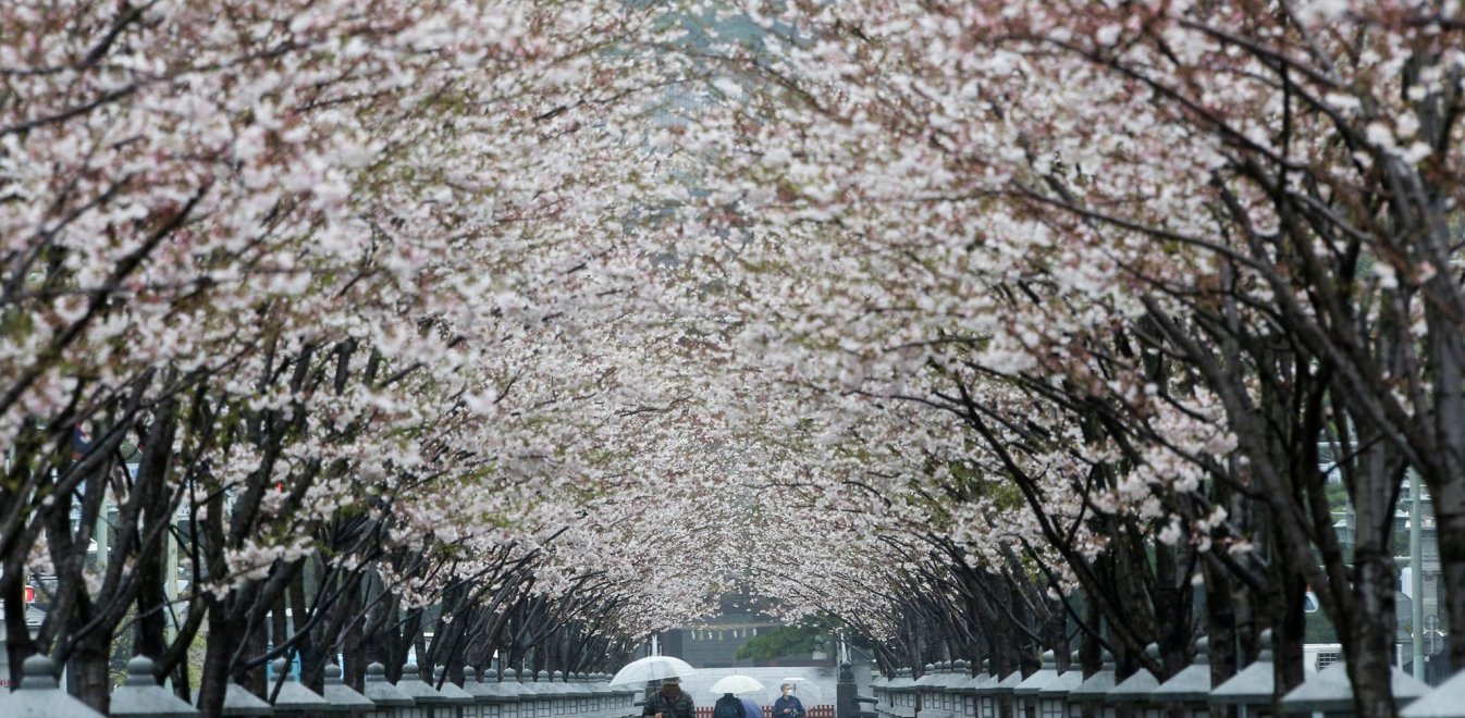 Ανθισμένες κερασιες στην Ιαπωνία