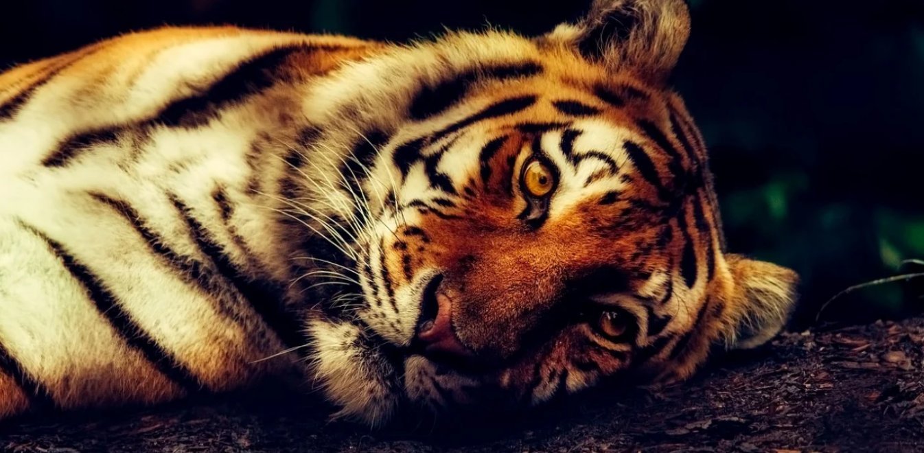 Νέα Υόρκη: Θετική στον κορονοϊό μια τίγρης - Την κόλλησε φύλακας του πάρκου