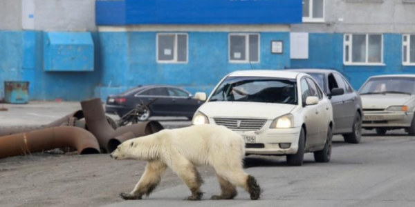 Î ÏÎ¿Î»Î¹ÎºÎ® Î±ÏÎºÎ¿ÏÎ´Î± ÏÎ¿Ï ÏÎ¿ÎºÎ¬ÏÎµÎ¹ ÏÎ·Î½ Î±Î½Î¸ÏÏÏÏÏÎ·ÏÎ± (vid)
